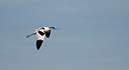 skaerflacka_MG_2060