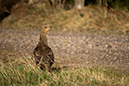 tjaederhoena_MG_6605