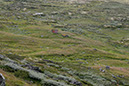 hardangervidda_MG_2668